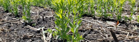 Incitavus NXT & Maxx Starter Fertilizers