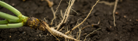 Surgo Maxx Seed Enhancement